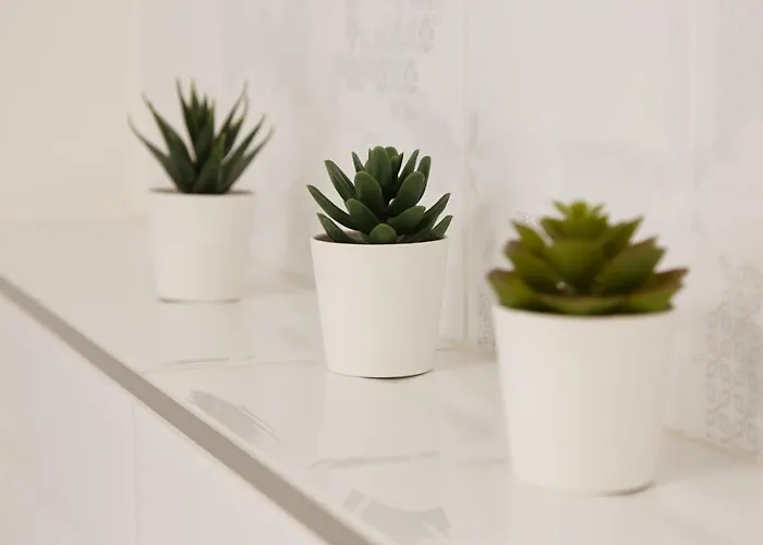 Daire Whitehouse Ostrava